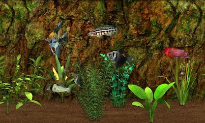 Fish Farm