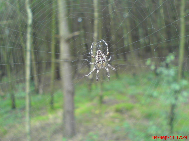 european web spider (2)