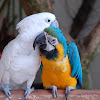 Kakadu + Parrot