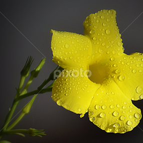 by Koento Birowo - Flowers Single Flower