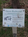 Dawn Redwood