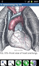 Gray's Anatomy Visual