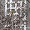 American Goldfinch (male, winter plumage)