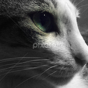 Meowth by Kalai Vanan - Animals - Cats Portraits