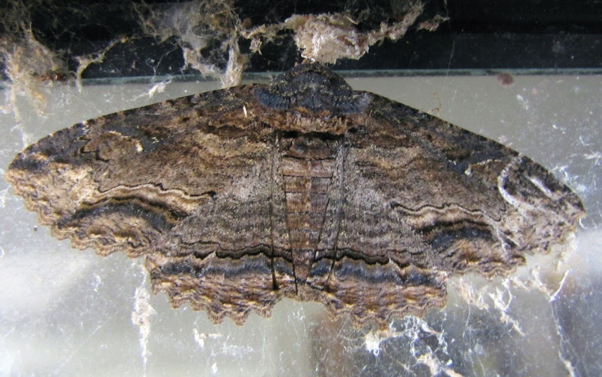 Lunate zale moth