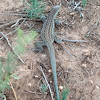 Six-lined Racerunner