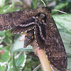 Carolina Sphinx moth