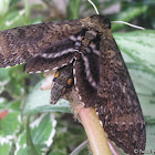 Carolina Sphinx moth