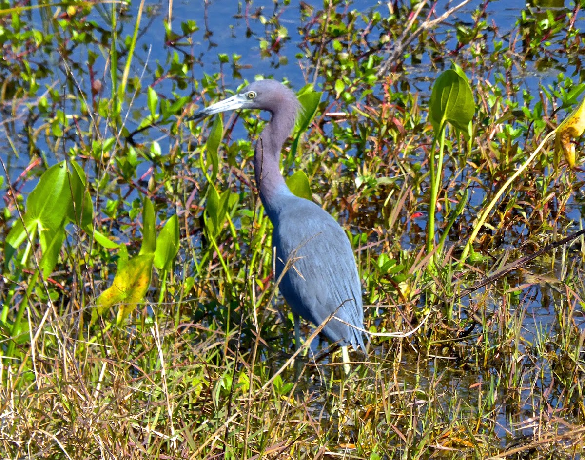 Little Blue Heron