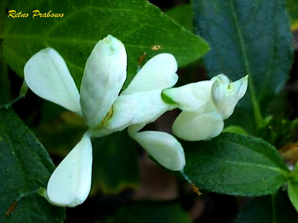 Malaysian Orchid Praying Mantis Project Noah