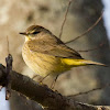 Palm Warbler