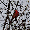 Northern cardinal
