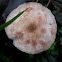 lepiota mushroom