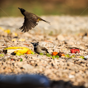 Take off by Unni Krishnan - Animals Birds