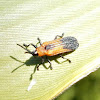 Chrysomelid beetle.