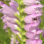 Obedient Plant