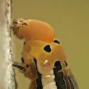 Scyron Sphinx Moth Caterpillar