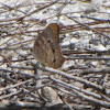 White peacock butterfly