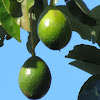 Florida avocado