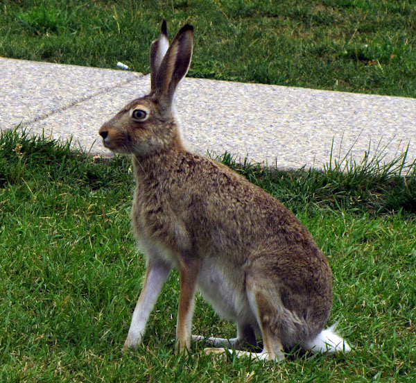 WhiteTailed Jackrabbit Project Noah