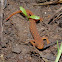 Red-spotted newt