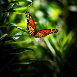 Monarch Beauty by Dale Frazier -  