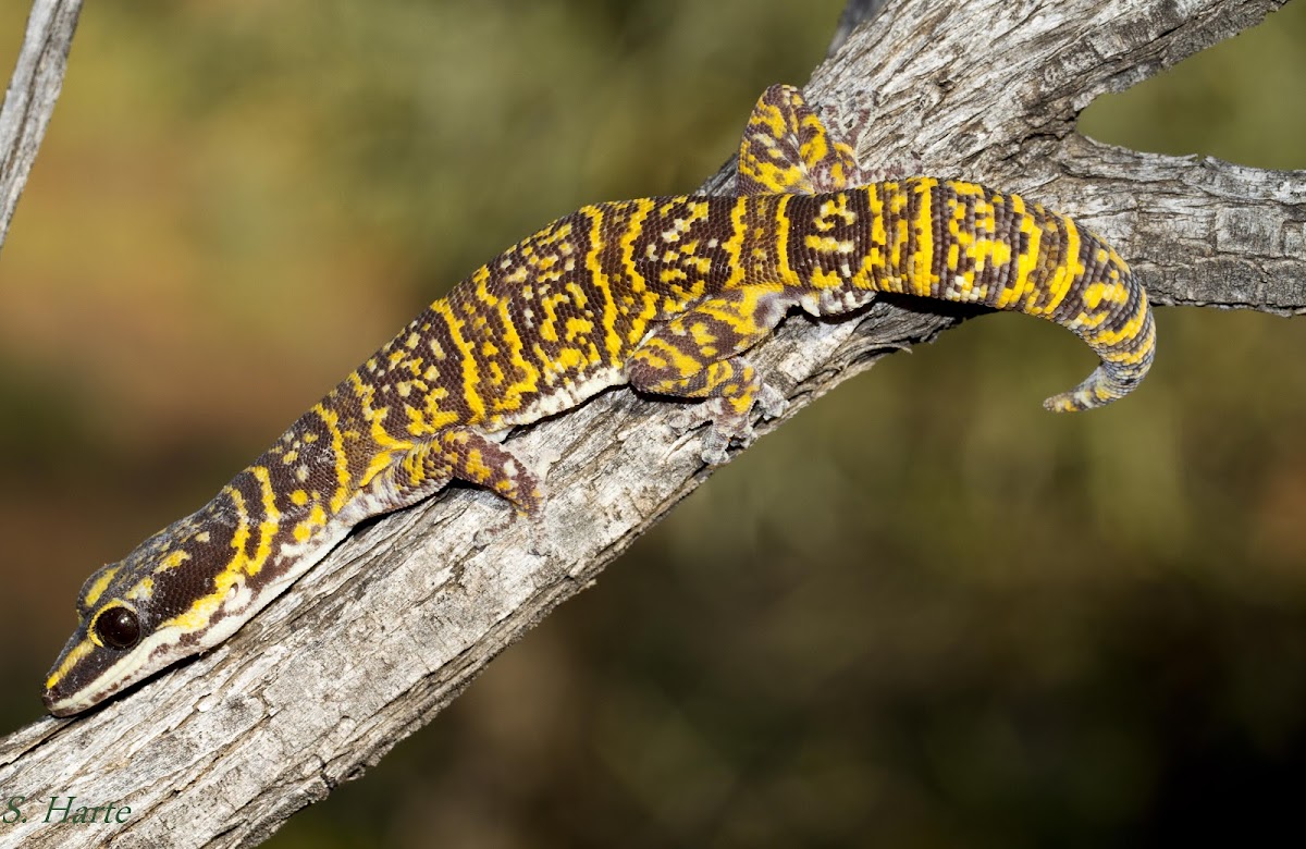 New Velvet gecko species