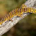 New Velvet gecko species