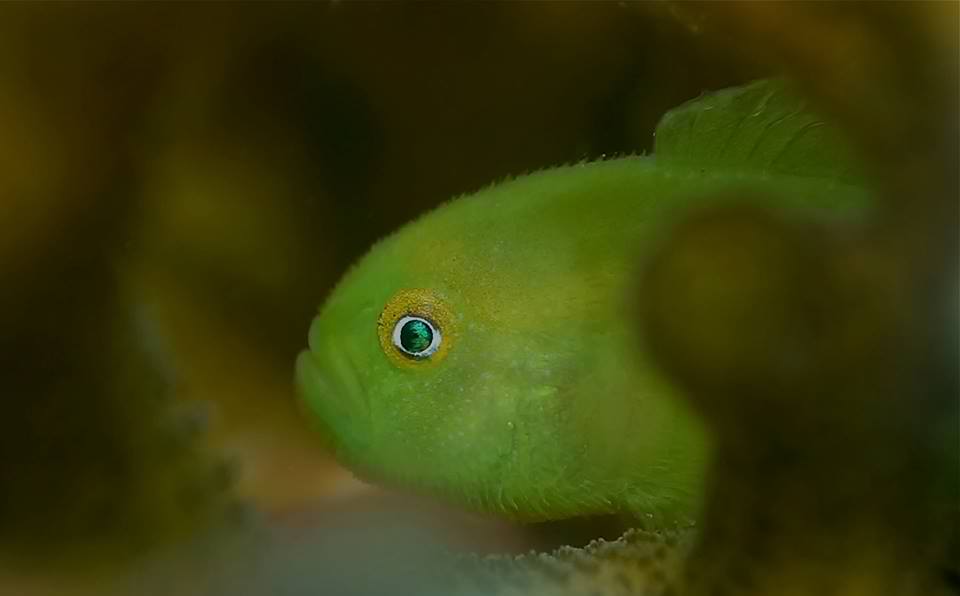 Yellow Hairy Goby