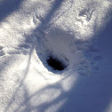 Squirrel burrow