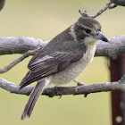 Grey Butcher Bird (Juvenile)