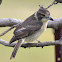 Grey Butcher Bird (Juvenile)