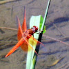Flame Skimmer( Male)