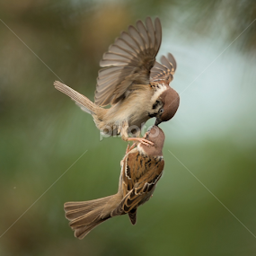 passer sparrow by Dragomir Taborin - Animals Birds