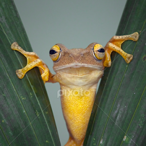 Haii by Kurit Afsheen - Animals Amphibians