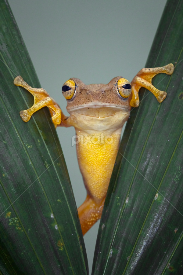 Haii by Kurit Afsheen - Animals Amphibians