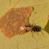 Wasp (parasitizing stink bug eggs)