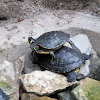 Yellow Bellied Slider/a Red Eared Slider