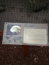 Bald Eagle Exhibit