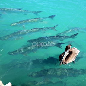 Tarpon by Sean Kushmick - Novices Only Wildlife