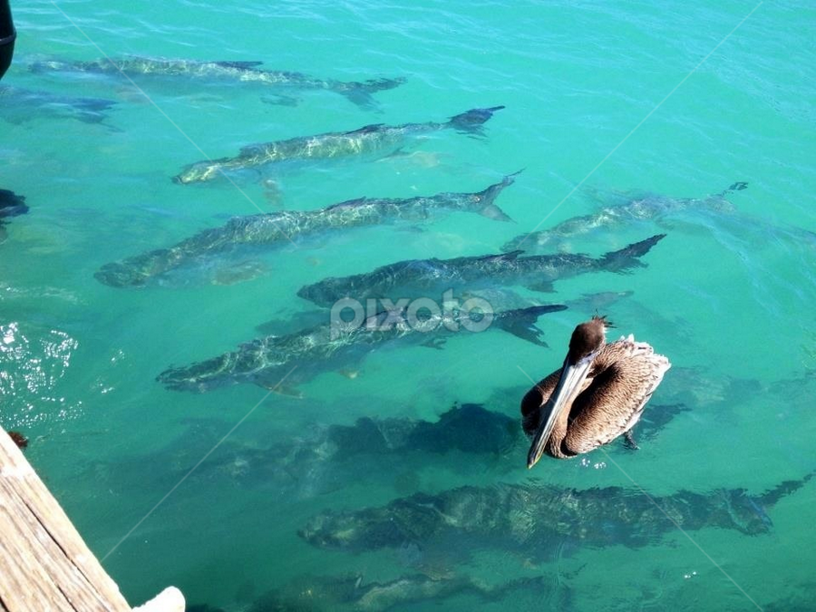 Tarpon by Sean Kushmick - Novices Only Wildlife
