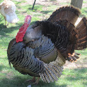 Turkeycock