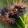 Wooly Worm