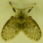 Owl midge/Moth fly of Psychodidae