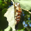 Pupa - wood  white butterfly