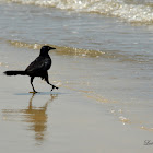 Mexican Grackle