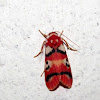 Arctiidae (Footman Moth)