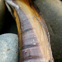 Muscle, clam