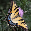 Eastern Tiger Swallowtail