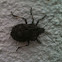 Rough Stinkbug